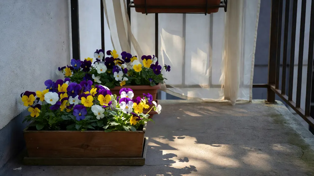 Bratki Na Balkonie – Kiedy I Jak Sadzić Oraz Jak Je Pielęgnować?